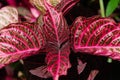 Coleus& x27;s plant